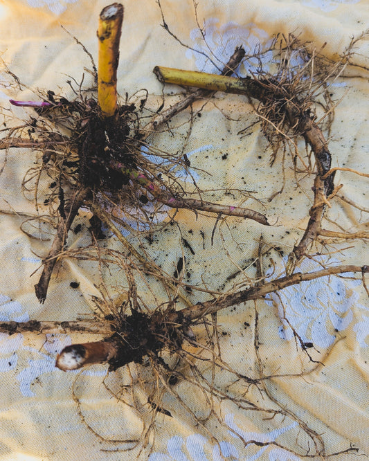 Tall goldenrod bare roots