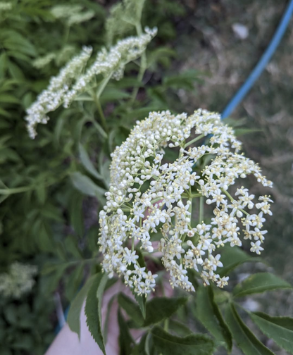elderberry flowers for american elderberry cuttings listing. ranch and wyldewood american elderberry