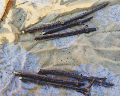 Close up of American Elderberry cuttings