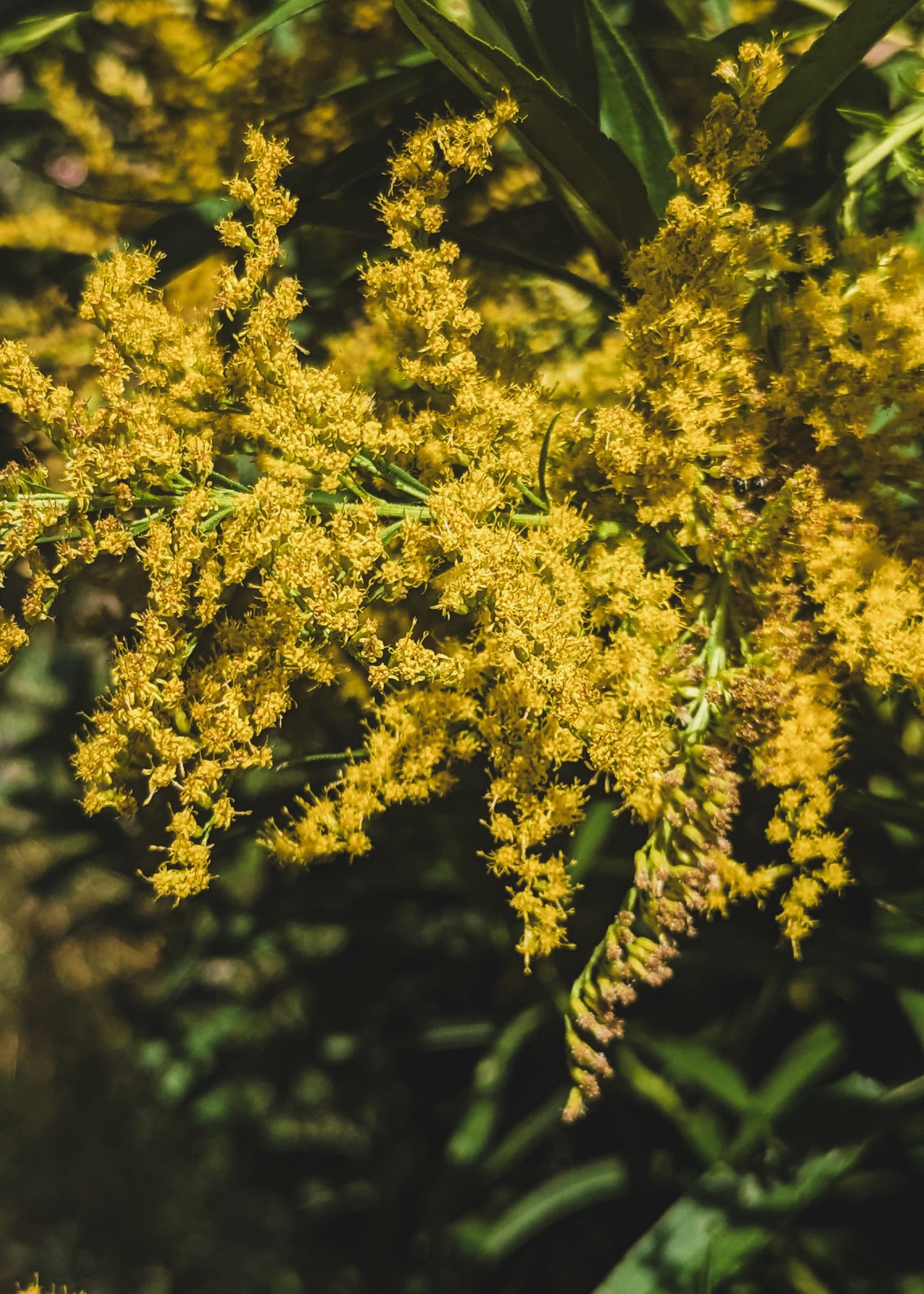 Close up of tall goldenrod flowers