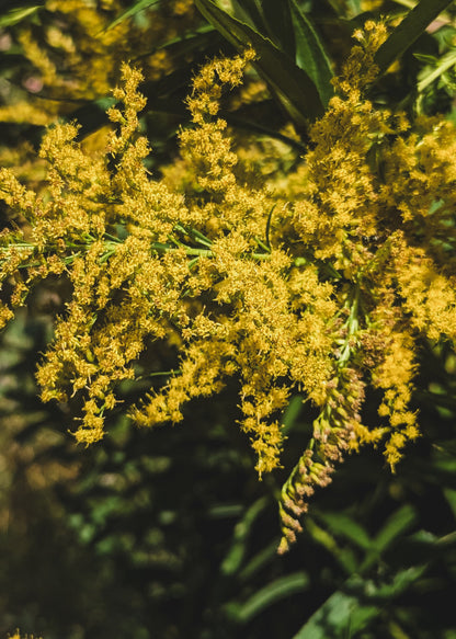 Close up of tall goldenrod flowers