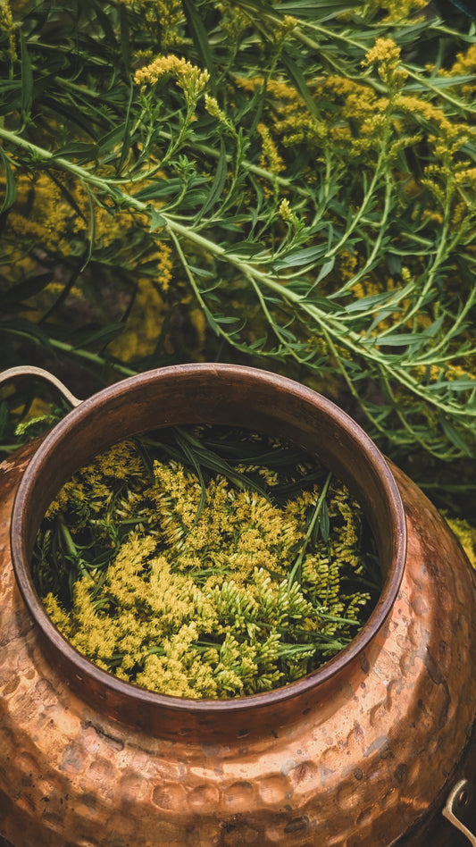Goldenrod Hydrosol Mist