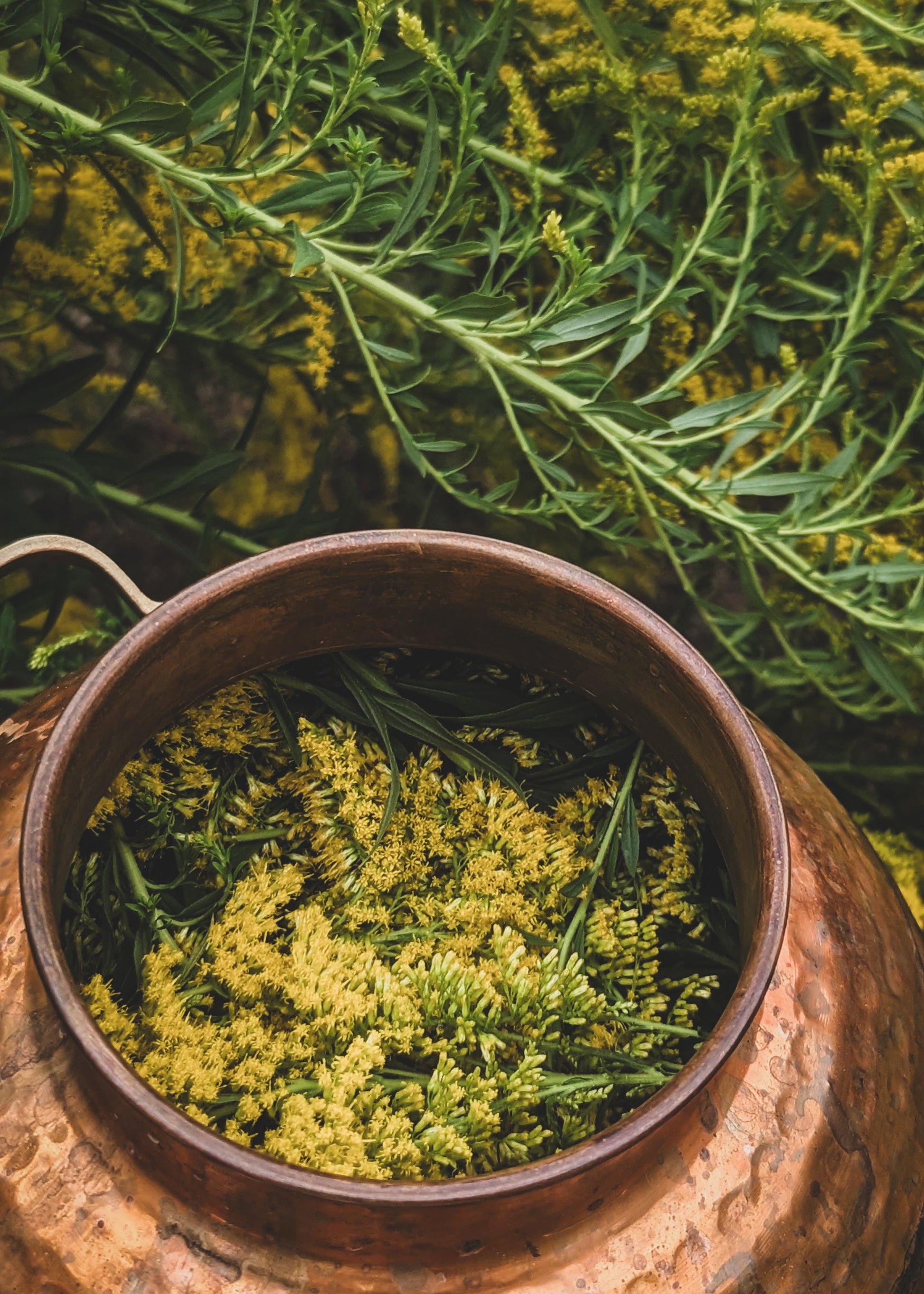Copper alembic still filled with tall goldenrod flowers and leaves, with large branches of tall goldenrod in the background