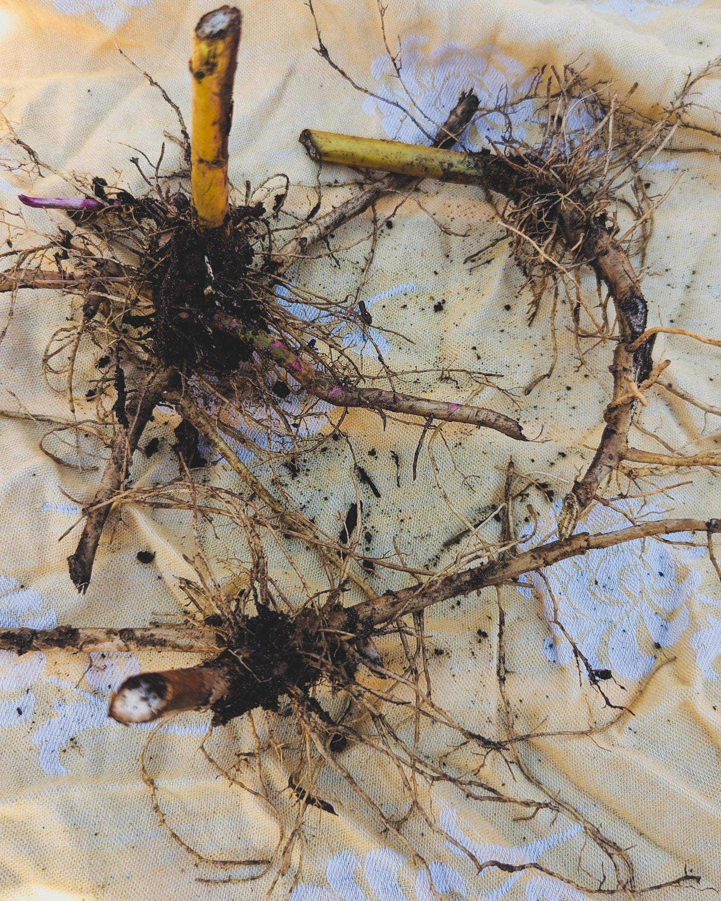 Tall goldenrod bare roots