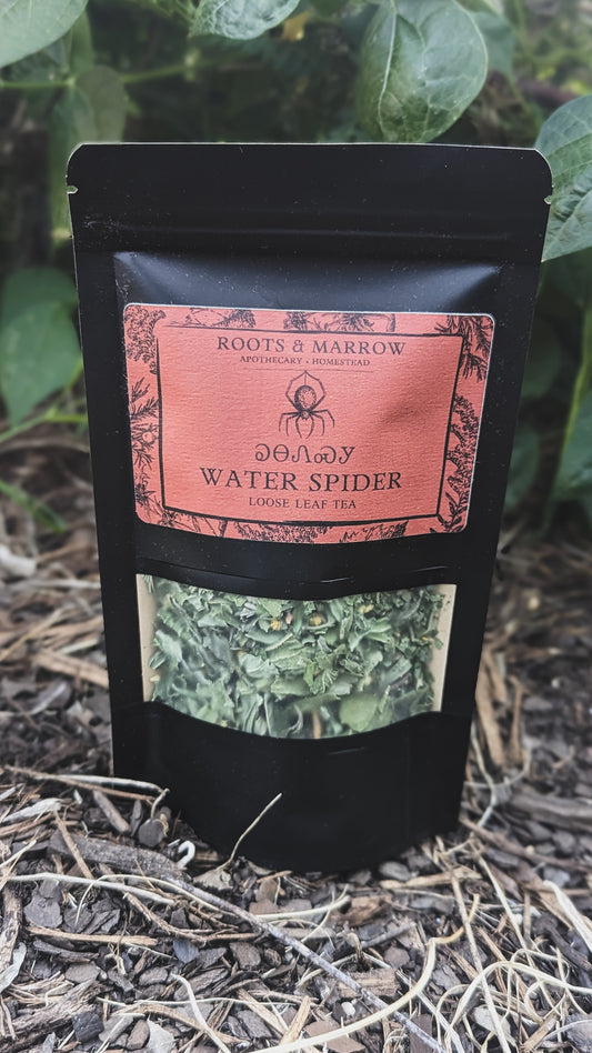 Water Spider Tea | LIMITED EDITION 2025